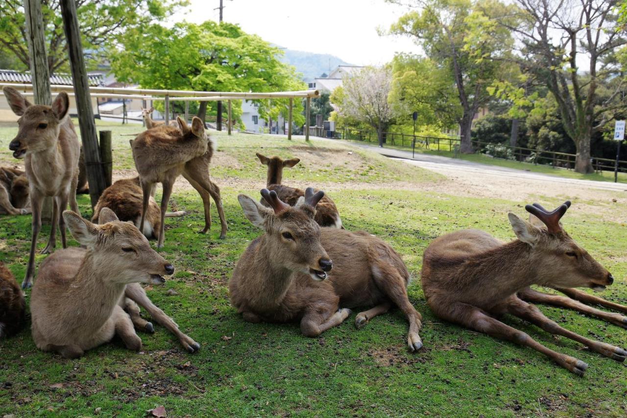 Appartement Chikyuutabikazoku　Kintetsu-Nara Ekimae Extérieur photo